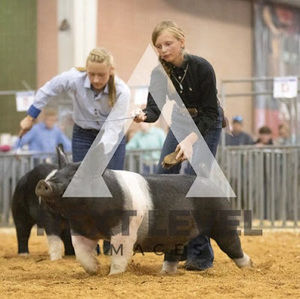 Meet your Posher, Alli